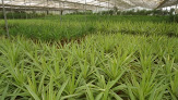 Axarquia Plants injertos y viveros en vélez-málaga