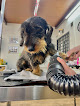 Bavieradog's peluquería canina en vélez-málaga