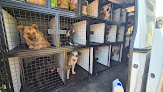 Centro De Protección Animal Municipal De Málaga adopción de mascotas en vélez-málaga