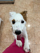 Clínica Veterinaria Vida Animal clínica veterinaria en vélez-málaga