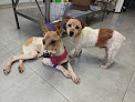 El Refugio De Leo, Apa adopción de mascotas en vélez-málaga