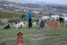 La Huella Azul guardería para perros en vélez-málaga