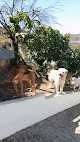 Mamu Dog Hotel guardería para perros en vélez-málaga