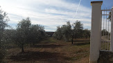 Olivos Andalucía inmobiliaria en vélez-málaga