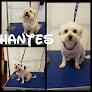 Raquel peluquería canina en vélez-málaga