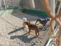 Residencia Canina Y Felina