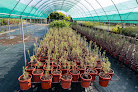 Vivero Provincial injertos y viveros en vélez-málaga