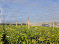 Viveros Camagüey jardinería en vélez-málaga