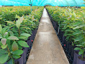Viveros Royal Plants S.l jardinería en vélez-málaga