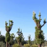 Casuarina: características y beneficios de esta planta