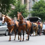 Comercios se oponen a la parada de coches de caballos en sus calles