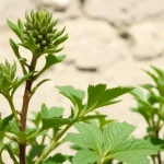 Romeros: características y cuidados de esta planta medicinal