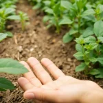 Semifranco: características y beneficios del sistema de cultivo