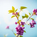 Almáchar y la uva pasa en el calendario 2024 contra el cáncer de mama