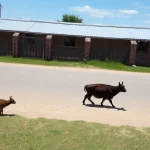 Animales en la Romería de San Antón en Árchez 2023