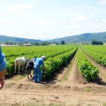Asociación Europea de Sistemas Agrícolas en El Borge