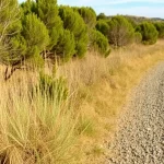 Barrendero ausente en el camino de Algarrobo