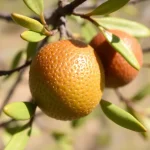 Cada mochuelo en su olivo: significado y origen de la frase