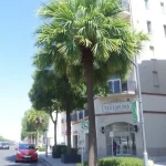 Cambio de ubicación de la parada de taxi en Vélez-Málaga a Calle Blas Infante desde el 18 de mayo