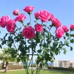Cancelación de la obra Las 13 rosas genera polémica en Nerja
