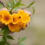 Descubre Canillas de Aceituno con la ayuda de la IA