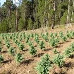 Detenidos por deforestación en Sierra Almijara para cultivo de marihuana