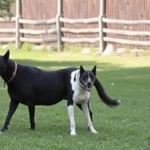 El Borge regula 304 perros, 26 gatos y un hurón con acuerdos