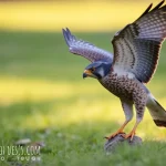 Falcon: Descubre todo sobre nuestro modelo y características