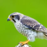 Falconetitis: síntomas, causas y tratamientos efectivos