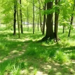 Inicio del plazo de preinscripción para los campamentos de verano en Rincón de la Victoria el 17 de abril