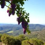 Iznate paraíso de la uva moscatel vacaciones con naturaleza e historia