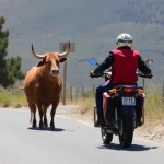 Motociclista muere tras chocar con una vaca en Benalup-Casas Viejas