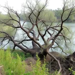 Muerte de árboles por dragado del río Vélez genera denuncias