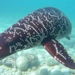 Nerja celebra el Día Mundial de los Océanos con su biodiversidad marina