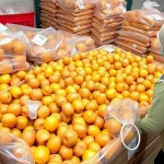 Nueve detenidos por robo de 34.000 kilos de aceitunas en Antequera