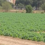 Reivindicaciones de agricultores de Málaga por sequía y costes
