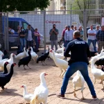Rescatan 94 gallos en criadero ilegal de peleas en Málaga