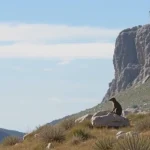 Rescate de dos senderistas y su perro en El Torcal de Antequera