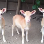 Retiro de tres niñas en Cártama por condiciones insalubres