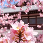 Sakura Matsuri en Alfarnate: cerezos en flor y cultura japonesa