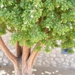 Talleres para guías turísticos sobre patrimonio andalusí en Axarquía